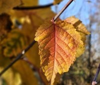 Acer davidii  - Chinese esdoorn - 1