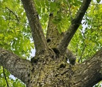 Pterocarya fraxinifolia - Vleugelnoot - 6