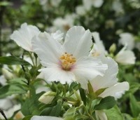 Philadelphus Belle Etoile - Jasmijn - 1