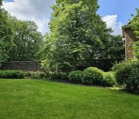 Tilia platyphyllos - Zomerlinde - 1