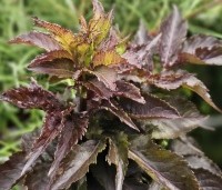 Sambucus nigra 'Black Tower'  - Zuil vlier 'Black Tower' - 1