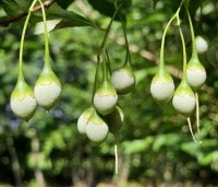 Styrax japonicus - Storaxboom - 4