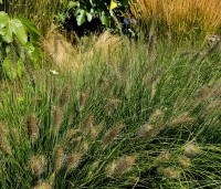 Pennisetum alopecuroides 'Hameln' - Lampenpoetsersgras 'Hameln' - 5