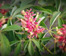 Aesculus pavia 'Koehnei'