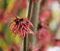 Hamamelis x intermedia Ruby Glow