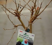 Morus BonBonBerry 'Mojo Berry'