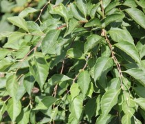 Styrax Fragrant Fountain