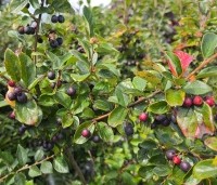 Cotoneaster lucidus - Glanzende dwergmispel - 1