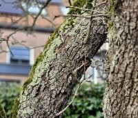 Pyrus com. 'Conference' - Pyrus com. 'Conference' - 1