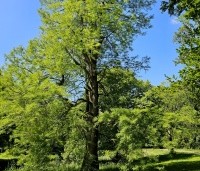 Taxodium distichum - Moerascypres - 4