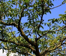 Juglans Regia