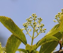 Viburnum Sieboldii