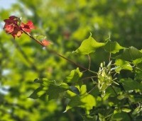 Acer cappadocicum 'Rubrum' - Kolchische esdoorn 'Rubrum' - 2