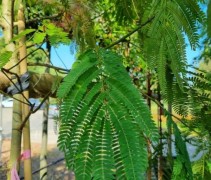 Albizia julibrissin 'Tropical Dream'

