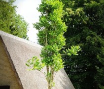 Koelreuteria paniculata 'Fastigiata'