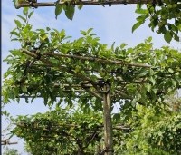 Malus 'Red Sentinel' - Sierappel - meerjarig geleide dakvormen in augustus