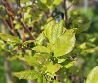 Magnolia kobus 'Isis' - Magnolia 'Isis' - jong blad