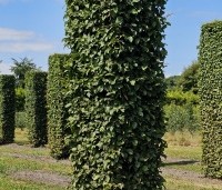 Carpinus betulus - Haagbeuk - 6