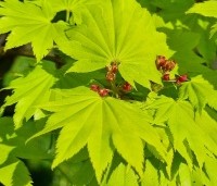 Acer shirasawanum 'Aureum' - Japanse goud esdoorn - 1