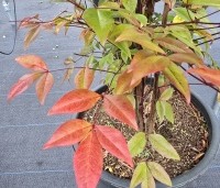 Nandina domestica - Hemelse bamboe - 3