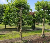 Platanus hispanica - Plataan - 3