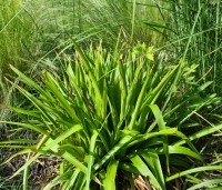 Luzula sylvatica - Veldbies - 1