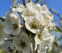 Pyrus salicifolia 'Pendula' - Wilgbladige peer - 1