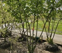 Corylus avellana - Gewone hazelaar - 1