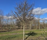 Sycoparrotia semidecidua - Schijnparrotia - 1