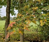 Acer platanoides - Noorse Esdoorn - 7