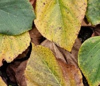 Tilia x europaea 'Euchlora' - Linde - 1