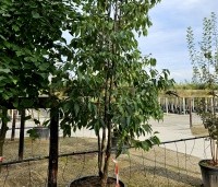 Alnus x spaethii 'Spaeth' - Els 'Spaeth' -  meerstam