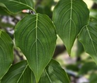 Cornus kousa 'Milky Way' - Japanse grootbloemige Kornoelje - 7
