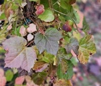 Parthenocissus tricuspidata 'Veitchii' - Wilde Wingerd Quickhedge - 8