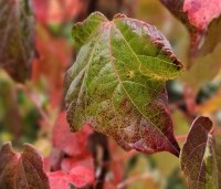 Parthenocissus tricuspidata 'Veitchii' - Wilde Wingerd Quickhedge - 7