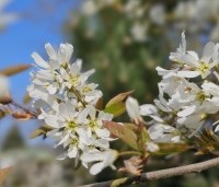 Amelanchier laevis 'Ballerina' - Krentenboompje 'Ballerina' - 5