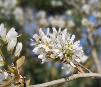 Amelanchier laevis 'Ballerina' - Krentenboompje 'Ballerina' - 6