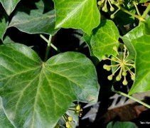 Hedera helix 'Arborescens' blad