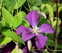 Clematis 'Etoile Violette' klimplant in volle bloei