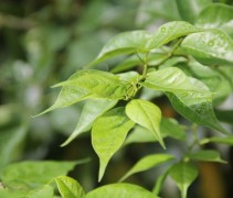 Maclura pomifera zomerblad