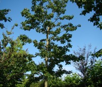 Taiwanese Amberboom 'monticola' hoogstam