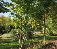 Corylus avellana 'Aurea' - Geelbladige hazelaar - herfst
