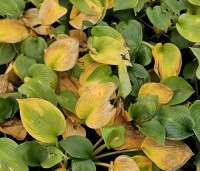 Hosta sieboldiana 'Elegans' - Hartlelie - 3