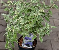 Caryopteris clandonensis 'White Surprise' - Baardbloem - 1