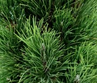 Pinus nigra 'Green Tower' detail