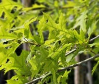 Quercus palustris - Moeraseik - 2