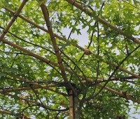 Quercus palustris - Moeraseik - 1