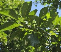 Prunus dom. 'Reine Claude d'Althan' - Prunus dom. 'Reine Claude d'Althan' - 3
