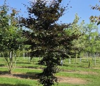 Fagus sylvatica 'Atropunicea' - Rode beuk - 1