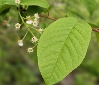 Prunus padus - Europese vogelkers - 1